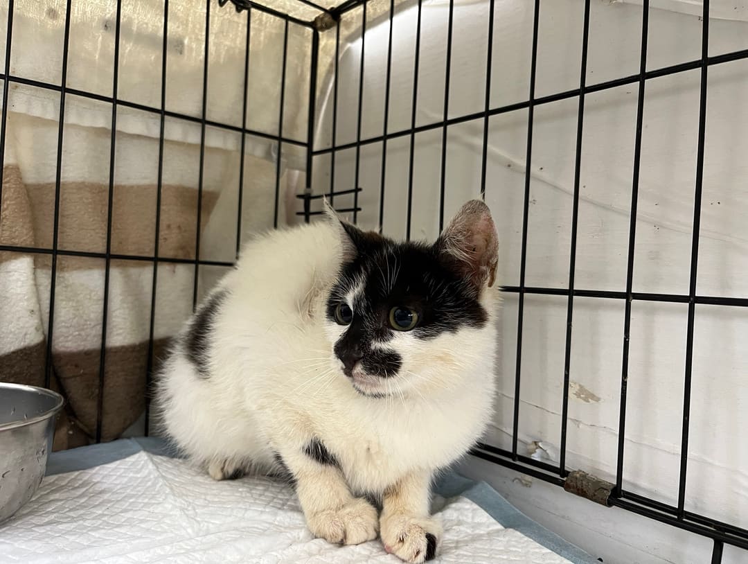 Black-and-white young female mixed-breed cat, Small, shelter no. …2505