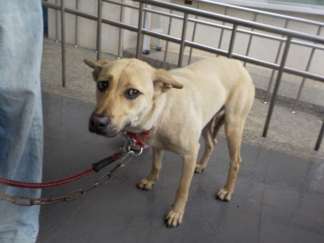 Photo of No. HAAAG1130424890, Adult · Female · Medium · Mixed breed
