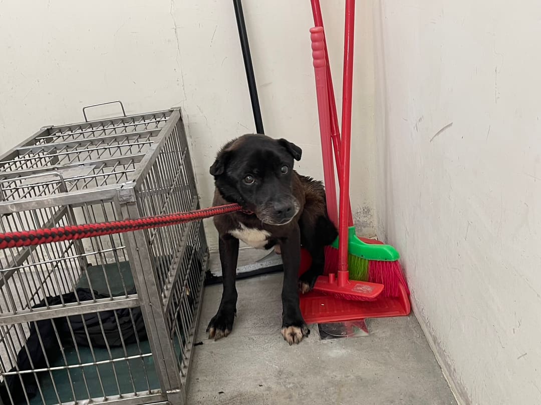 Photo of No. VAAAG113042804, Adult · Male · Medium · Mixed breed