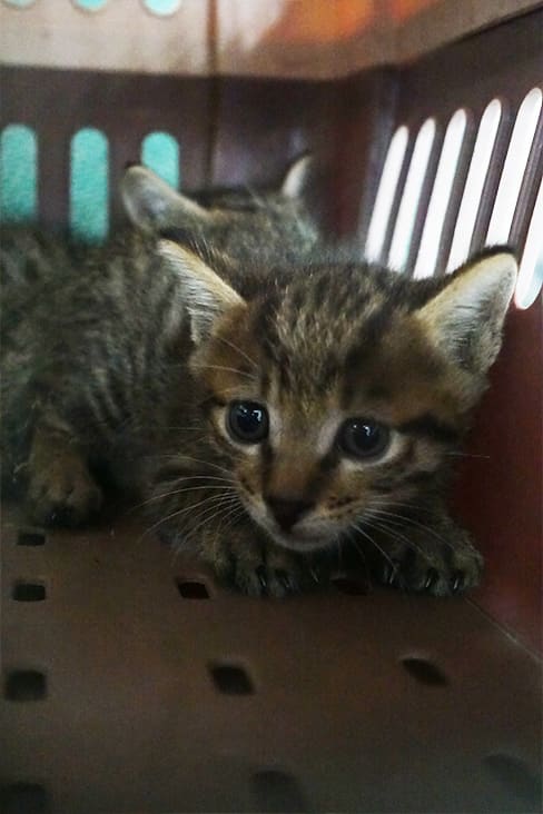 Photo of No. 1130809, Young · Small · Mixed breed