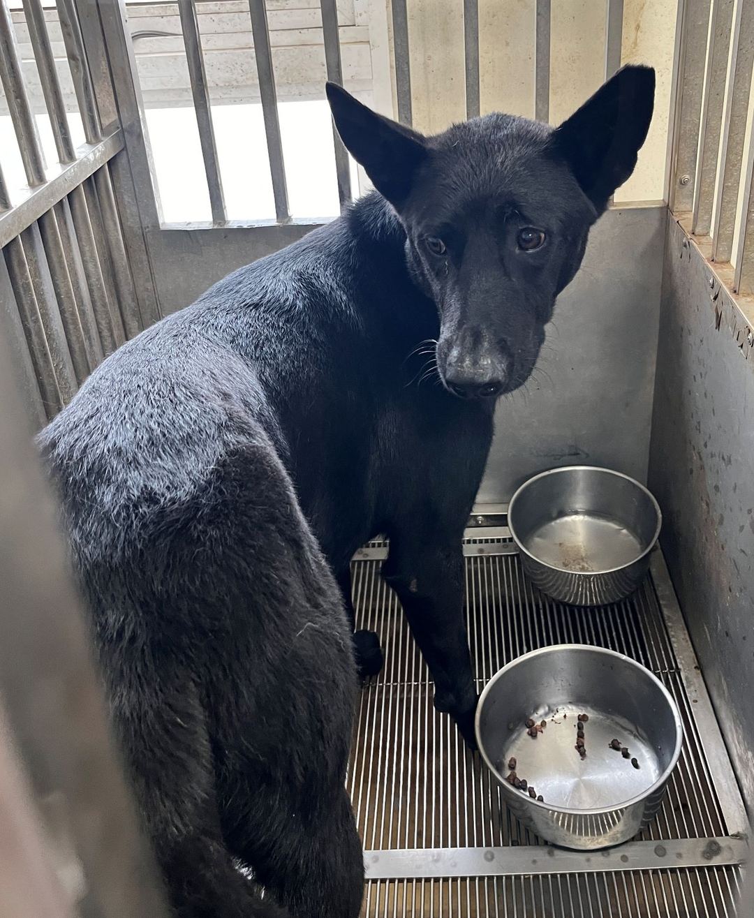 Photo of No. CAAAG1130501001, Adult · Male · Medium · Mixed breed