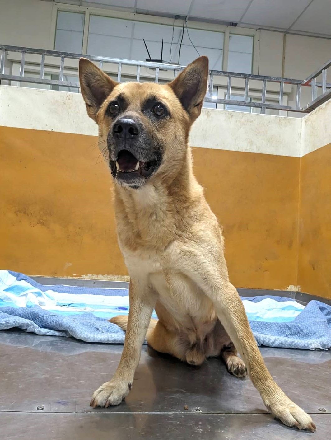 Photo of No. DAAAG1130501002, Adult · Male · Medium · Mixed breed