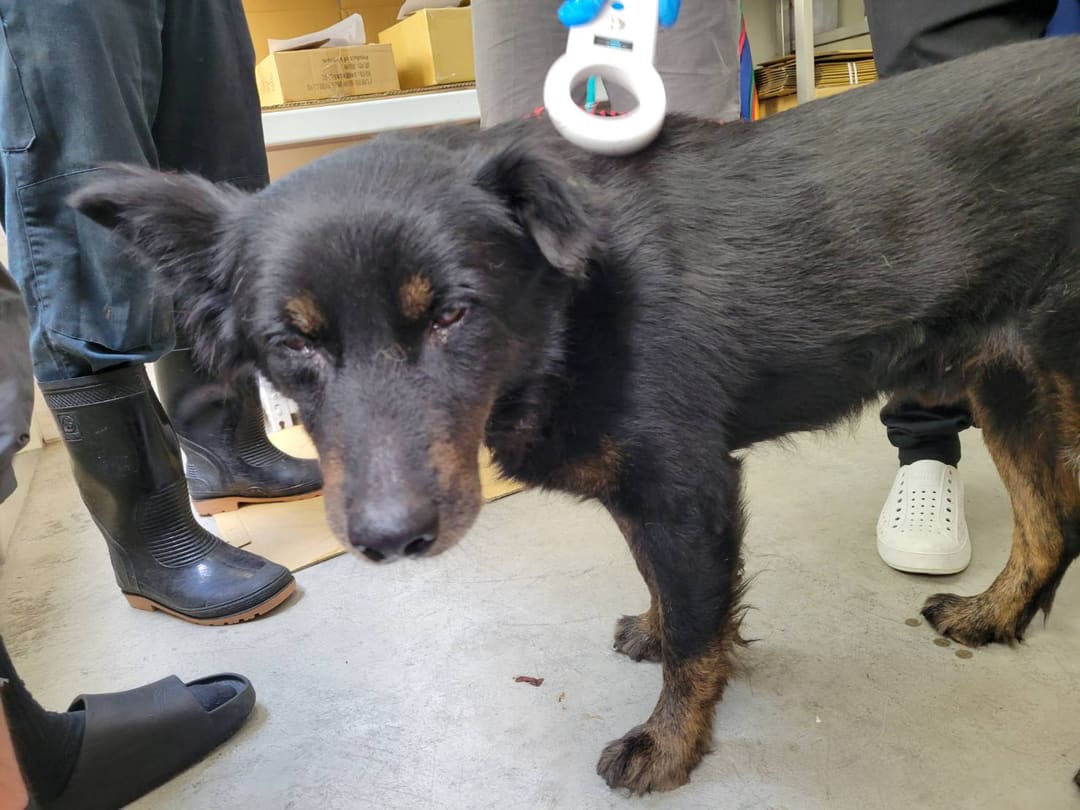 Photo of No. VAAAG113050706, Adult · Male · Medium · Mixed breed