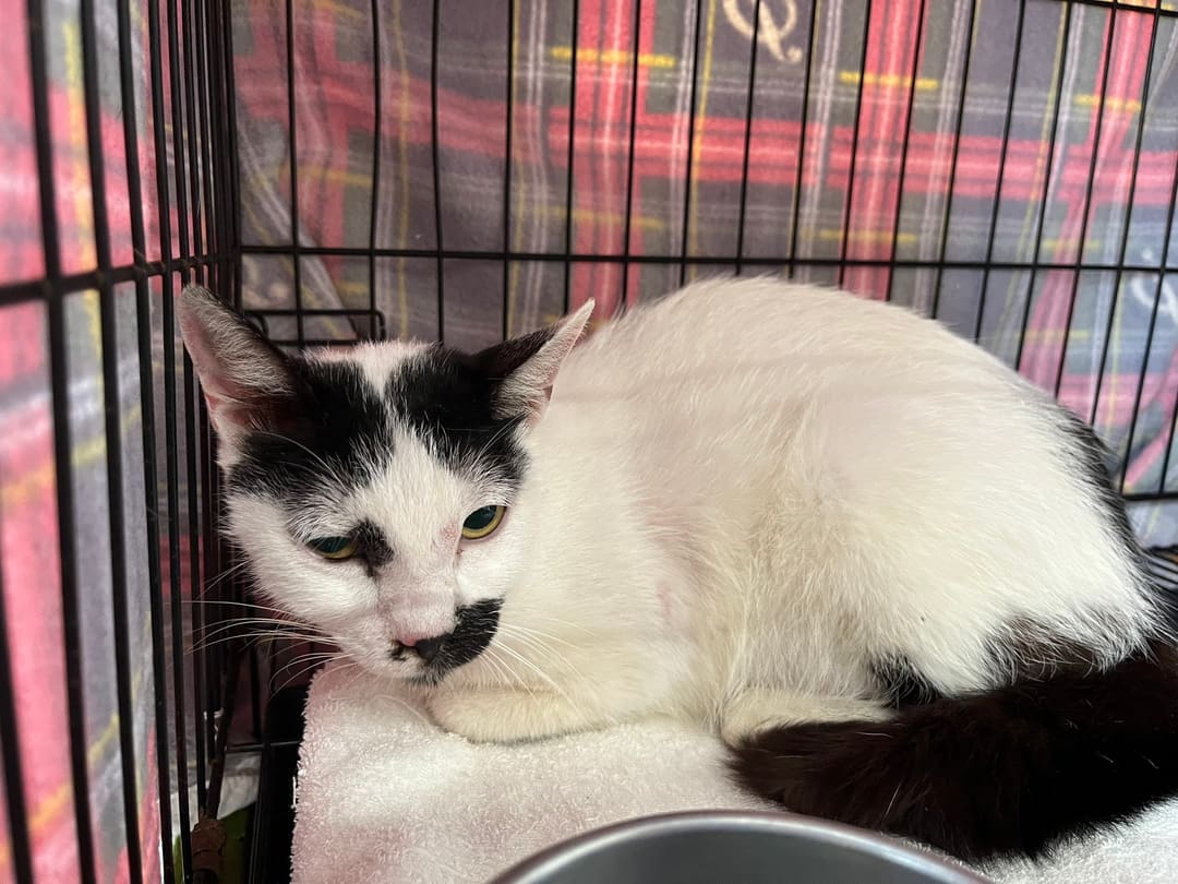 Photo of No. VAAAG113050802, Adult · Female · Medium · Mixed breed