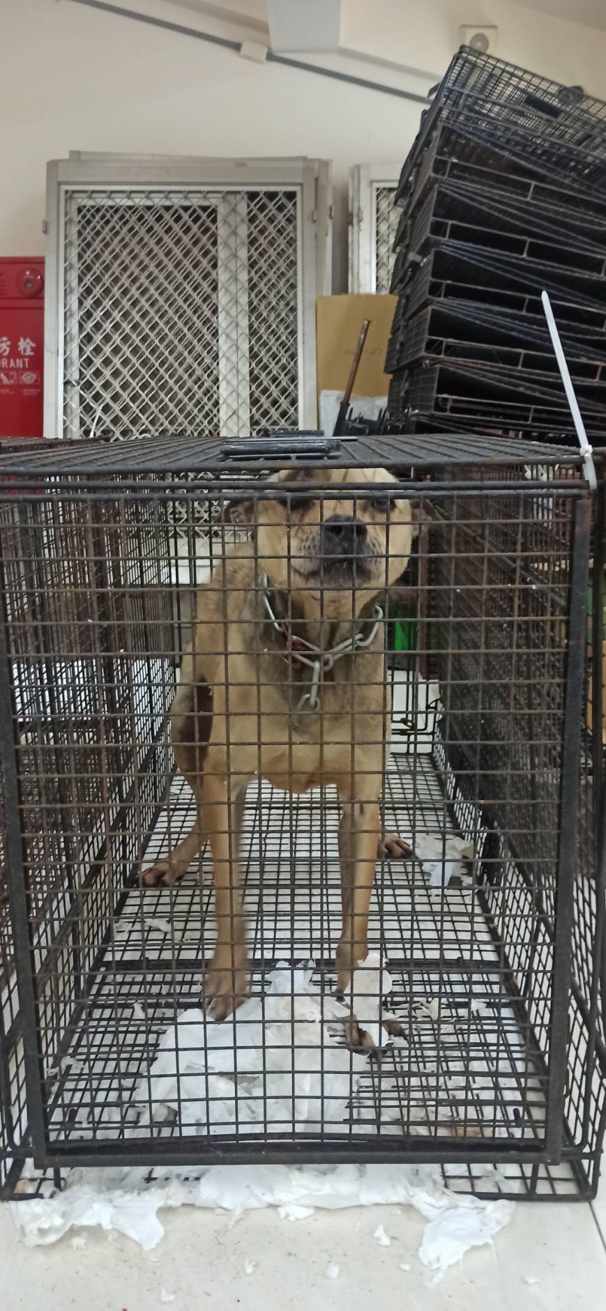 Photo of No. 1130507D01, Adult · Male · Large · Mixed breed