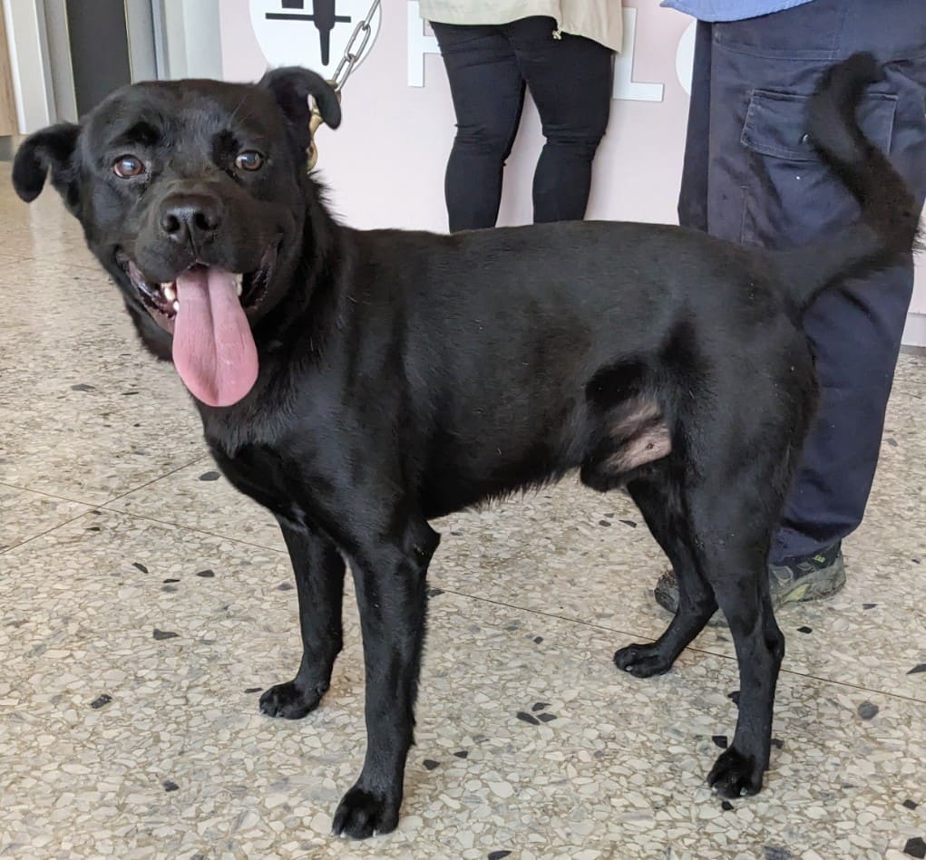 Photo of No. OAAAG1130509001, Adult · Male · Medium · Mixed breed