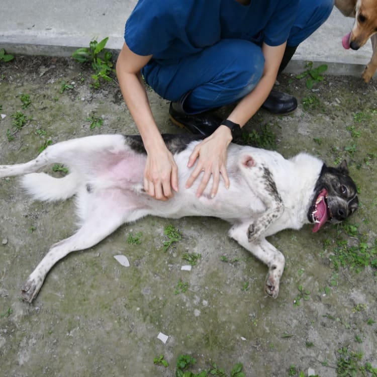 Patched adult male mixed-breed dog, Medium, shelter no. …3004