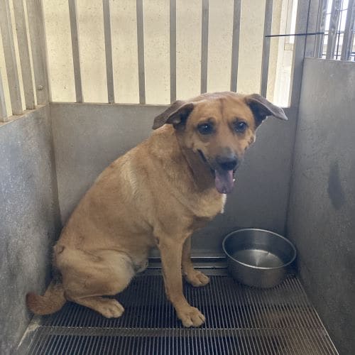 Photo of No. CAAAG1130509010, Adult · Male · Medium · Mixed breed