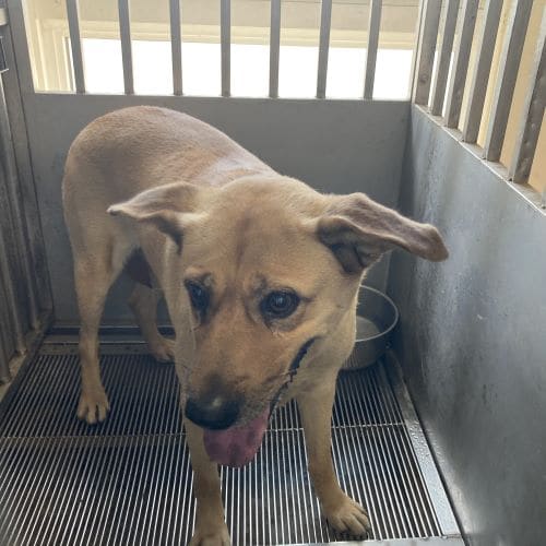 Photo of No. CAAAG1130509011, Adult · Female · Medium · Mixed breed