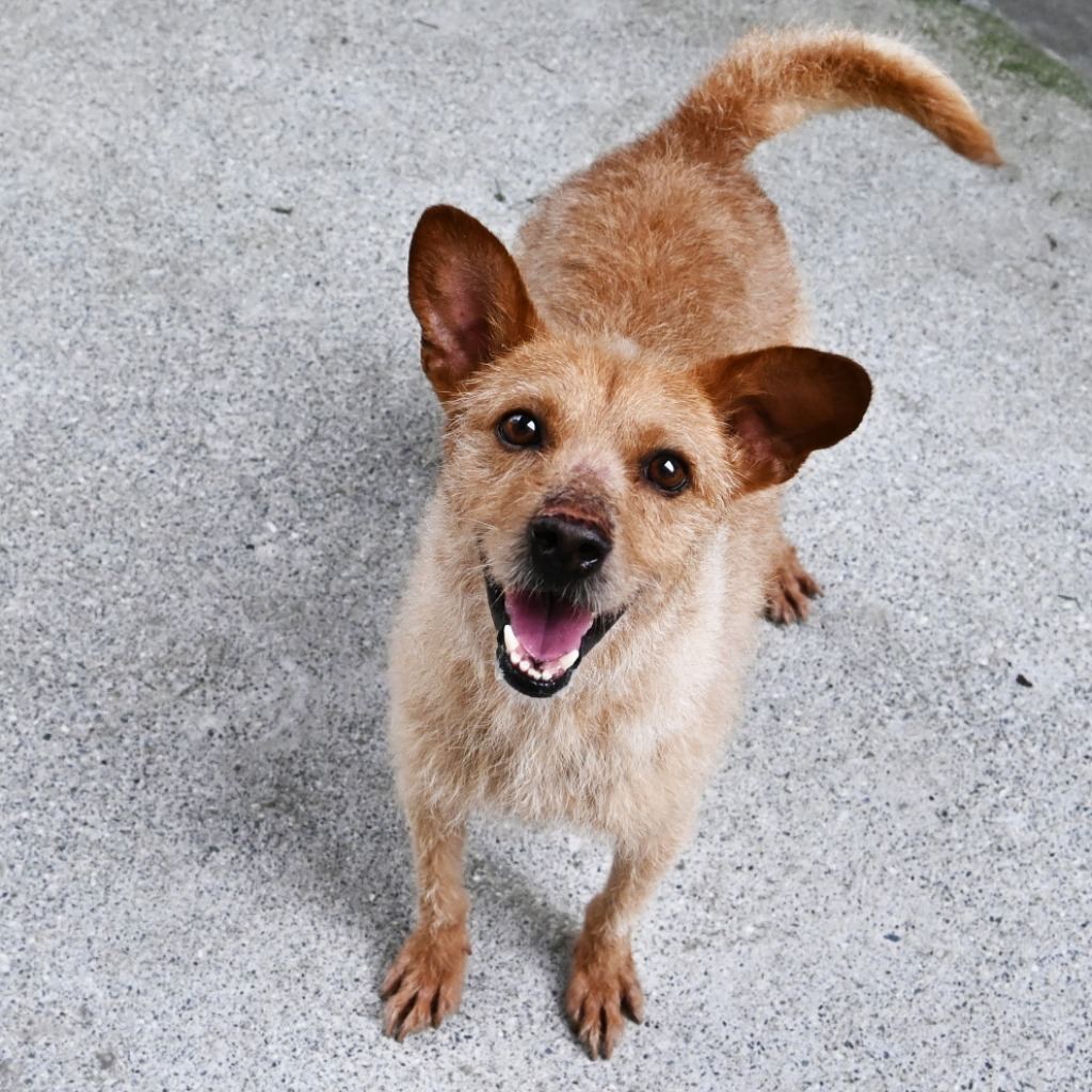 Photo of No. OAAAG1130117006, Adult · Male · Medium · Mixed breed