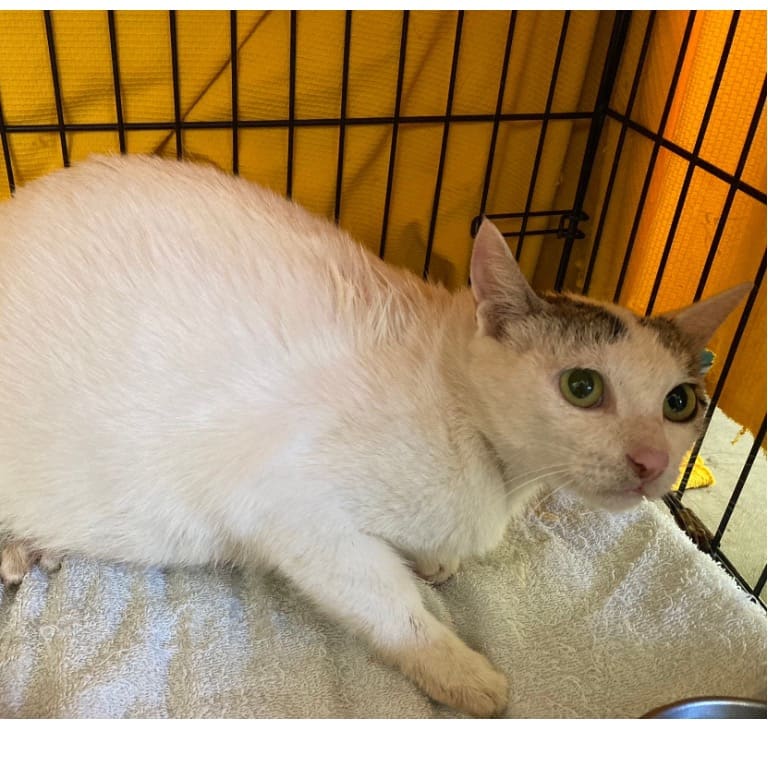 Photo of No. VAAAG113050903, Adult · Female · Medium · Mixed breed