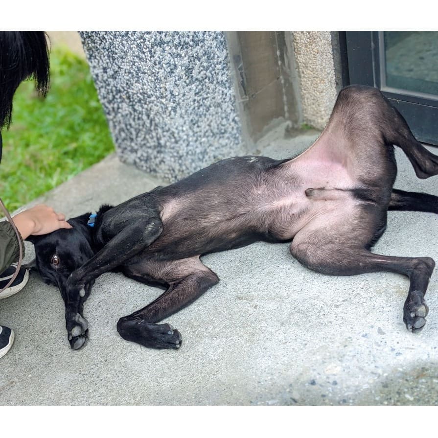 Photo of No. OAAAG1120316001, Adult · Male · Medium · Mixed breed