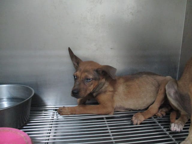 Photo of No. LAAAG1130510004, Young · Female · Small · Mixed breed