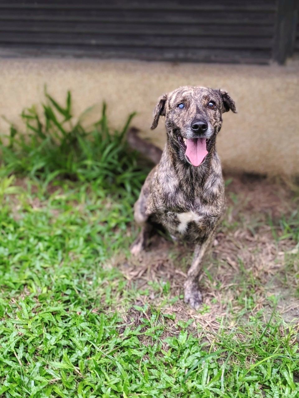 Photo of No. OAAAG1120811003, Adult · Male · Medium · Mixed breed