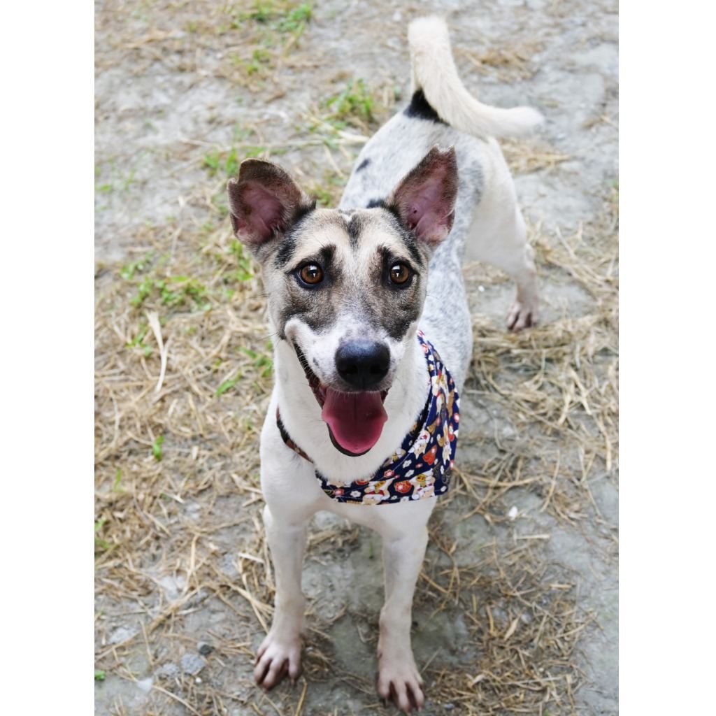 Photo of No. OAAAG1120512004, Adult · Male · Medium · Mixed breed