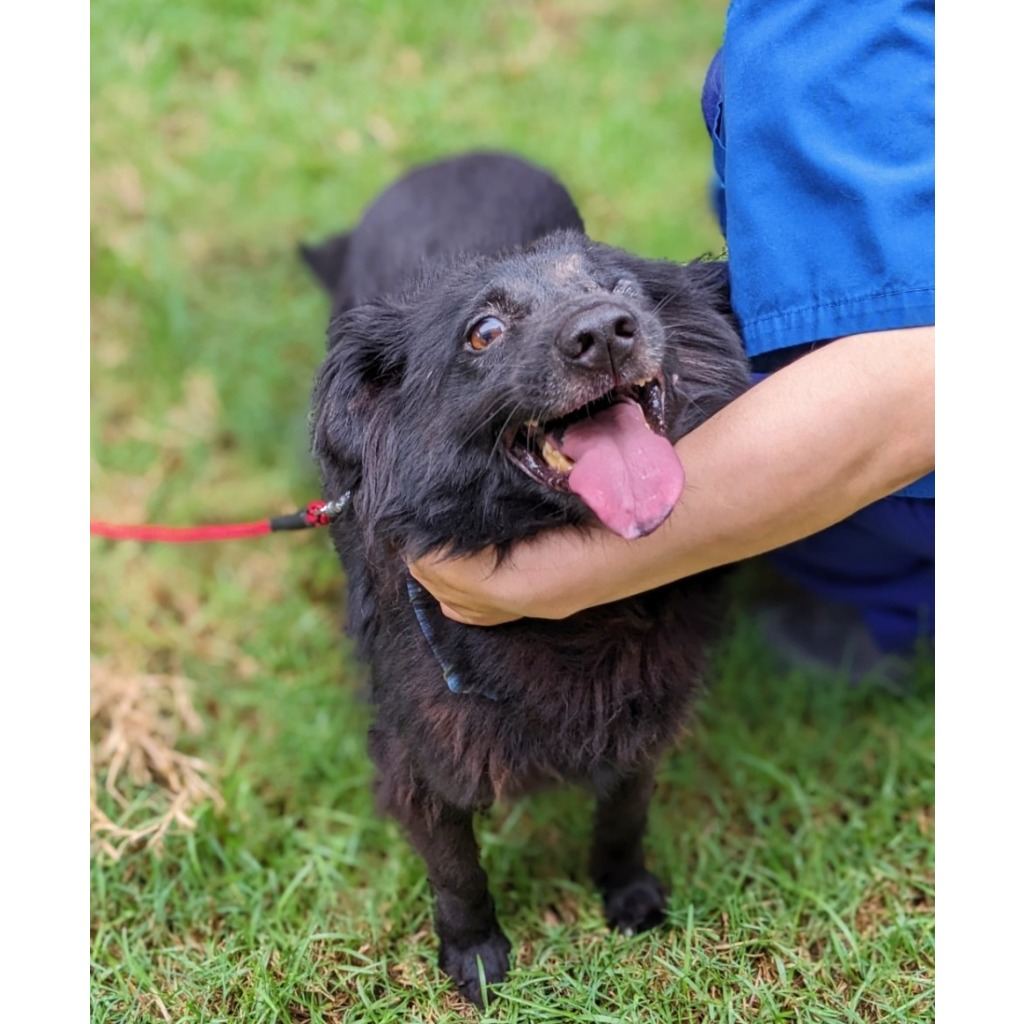 Photo of No. OAAAG1120106001, Adult · Male · Medium · Mixed breed