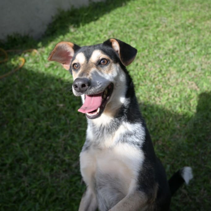 Photo of No. OAAAG1110923006, Young · Male · Medium · Mixed breed