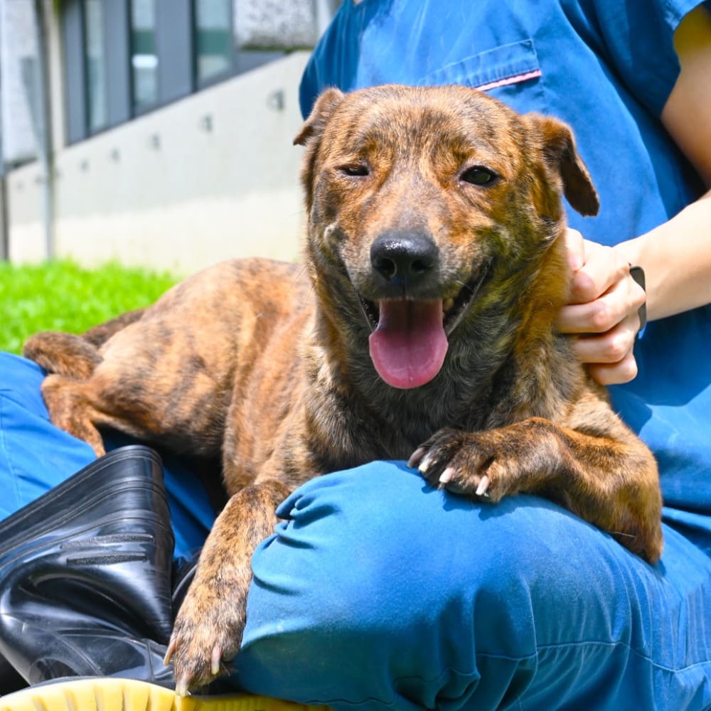 Photo of No. OAAAG1130219010, Adult · Female · Medium · Mixed breed