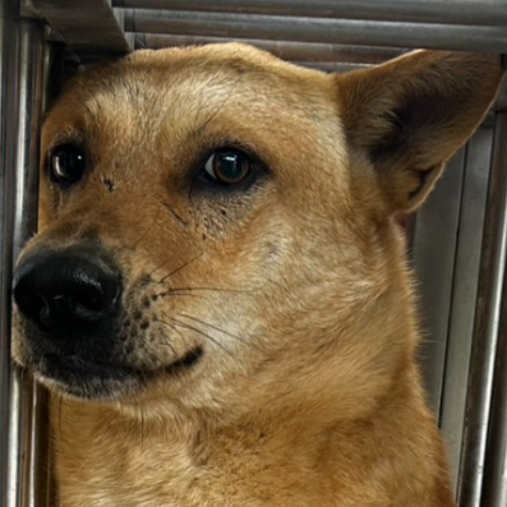 Photo of No. PAAAG1130515009, Adult · Male · Large · Mixed breed