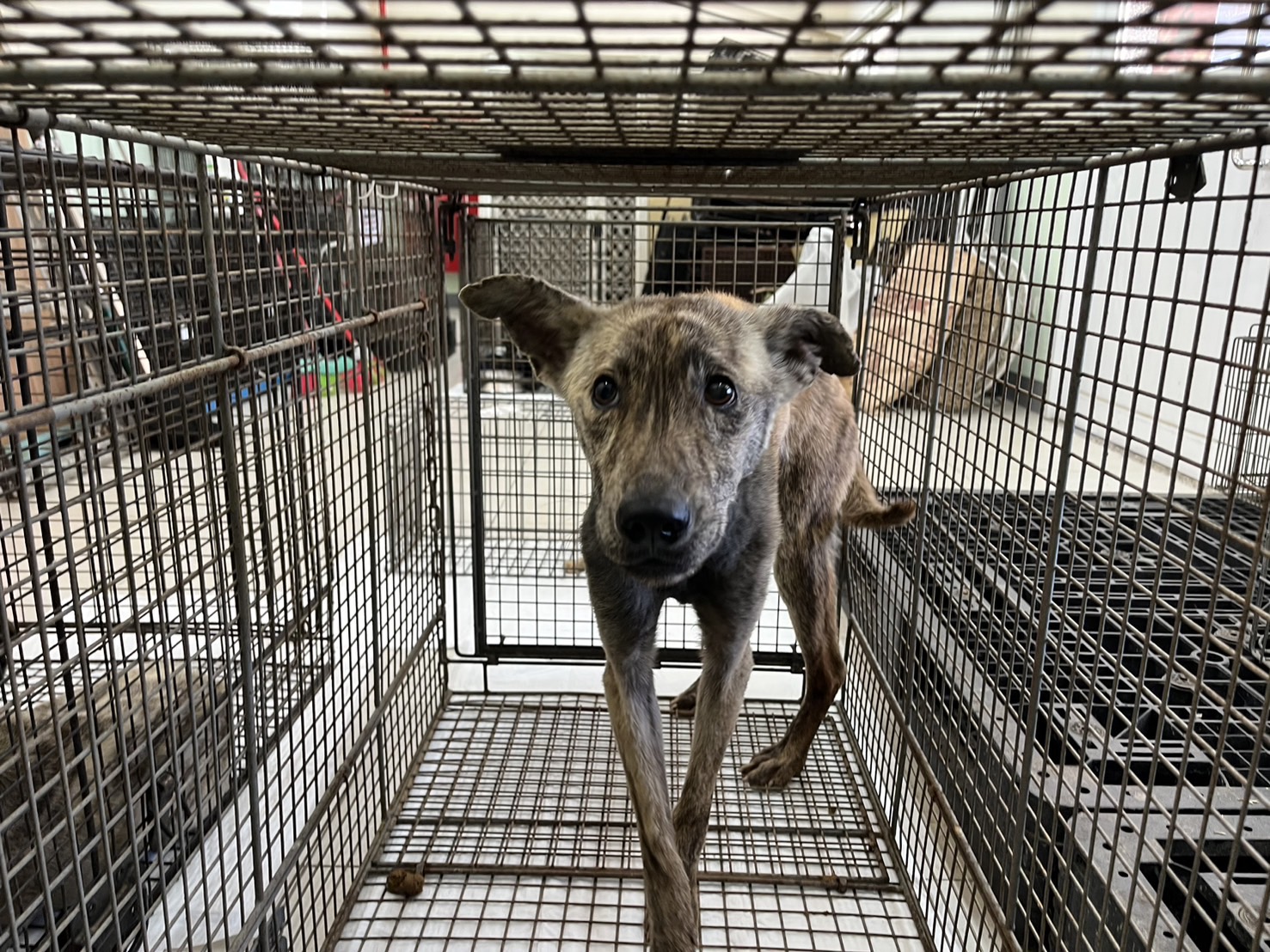 Photo of No. 1130514D02, Adult · Male · Medium · Mixed breed