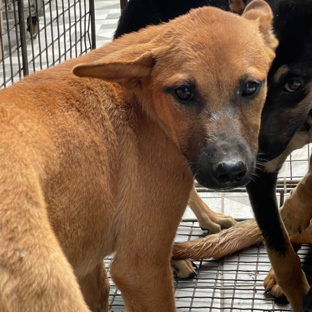 Photo of No. EAAAG1130516032, Adult · Female · Medium · Mixed breed