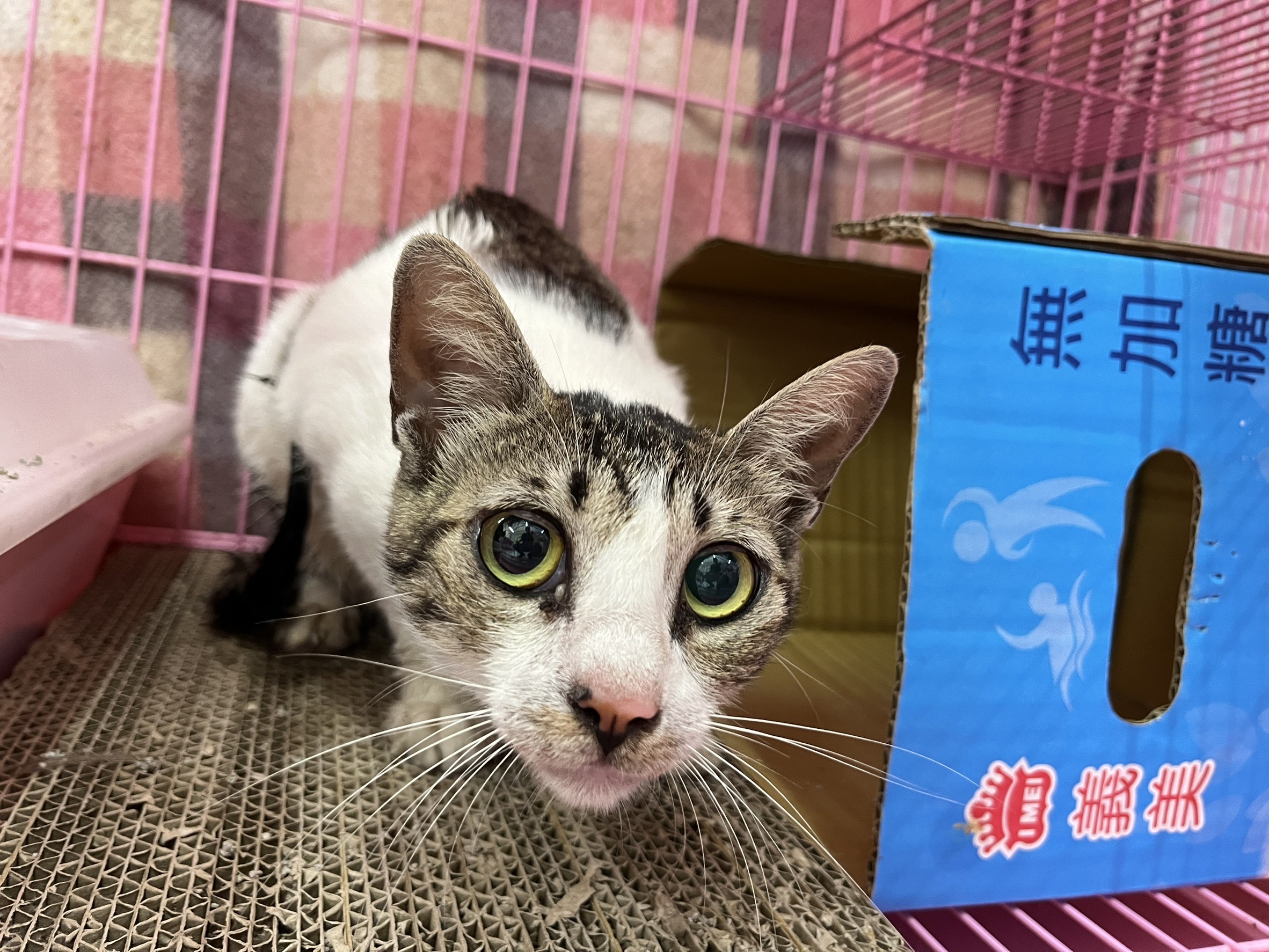 Photo of No. VAAAG113051802, Adult · Female · Medium · Mixed breed