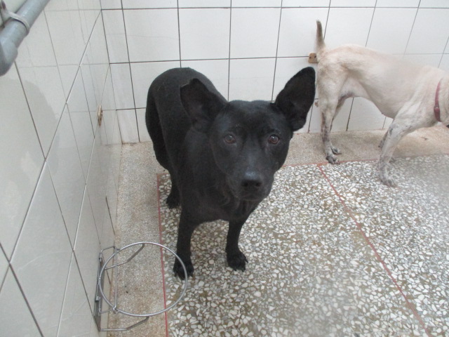 Photo of No. LAAAG1130515A25, Adult · Female · Large · Mixed breed