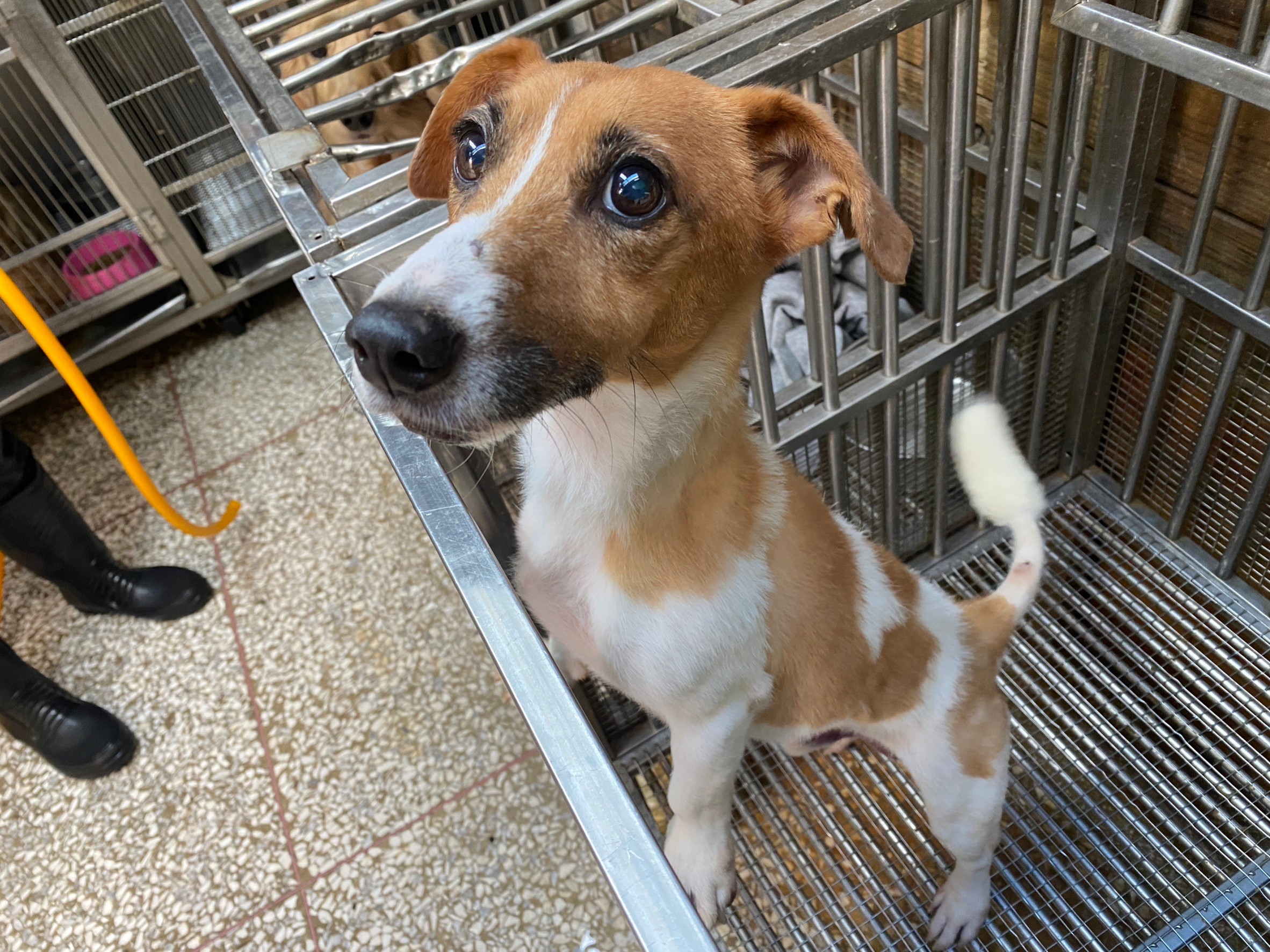 White adult male Jack Russell Terrier, Small, shelter no. …16W7