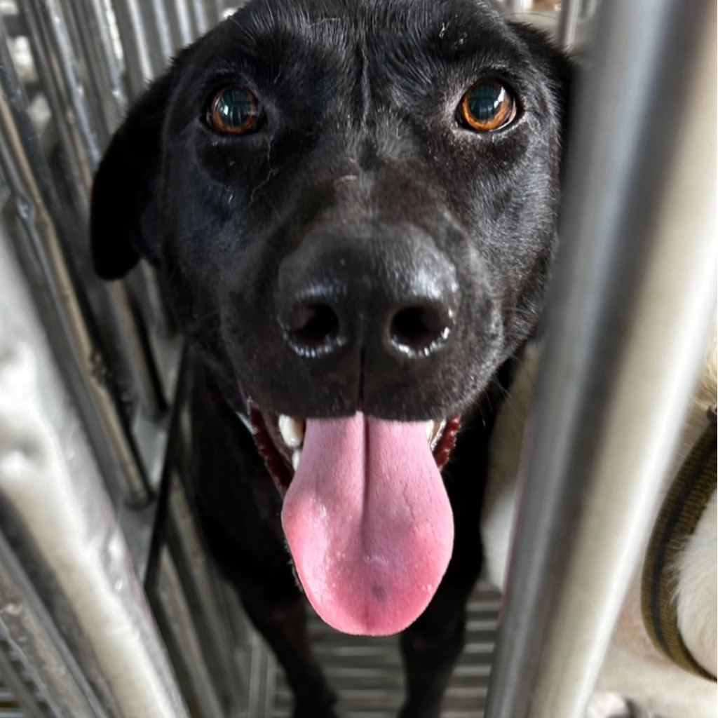 Photo of No. PAAAG1130531021, Adult · Female · Large · Mixed breed