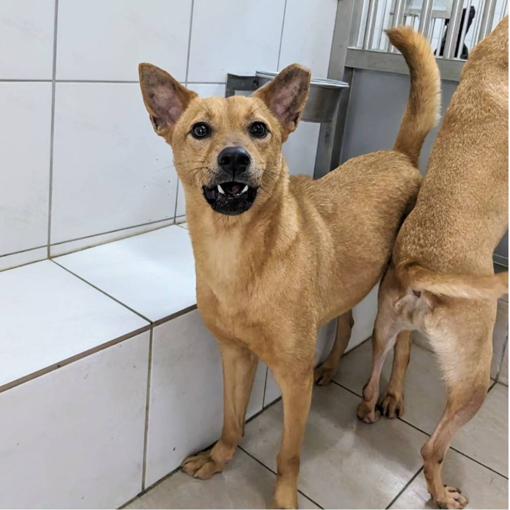 Photo of No. DAAAG1120329001, Adult · Male · Medium · Mixed breed