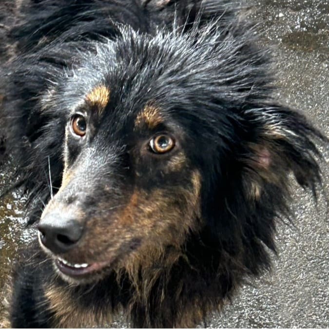 Photo of No. PAAAG1120316014, Adult · Male · Large · Mixed breed