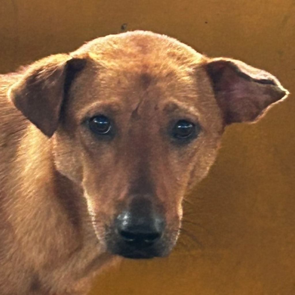 Photo of No. PAAAG1120202008, Adult · Male · Large · Mixed breed