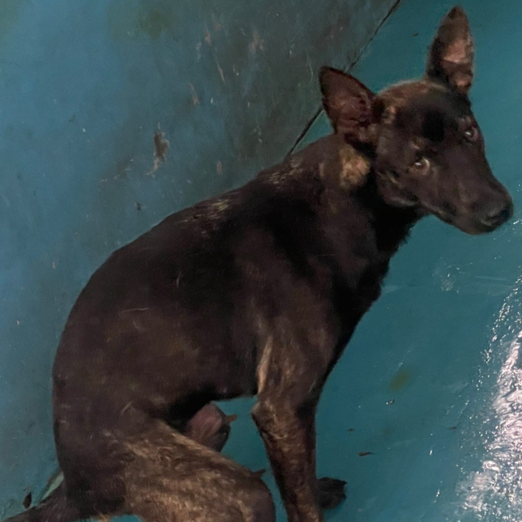 Photo of No. EAAAG1130606006, Adult · Female · Large · Mixed breed