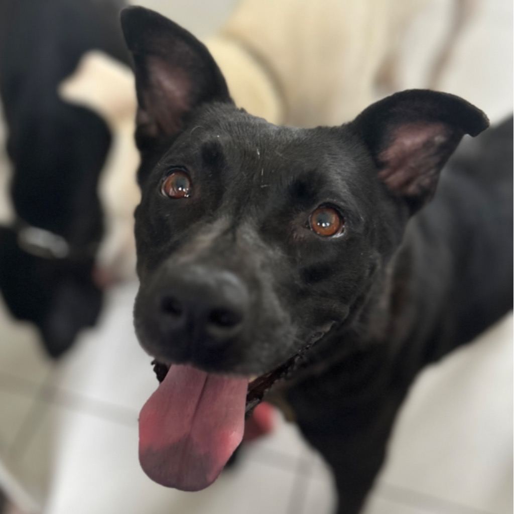 Photo of No. PAAAG1130531019, Adult · Female · Large · Mixed breed