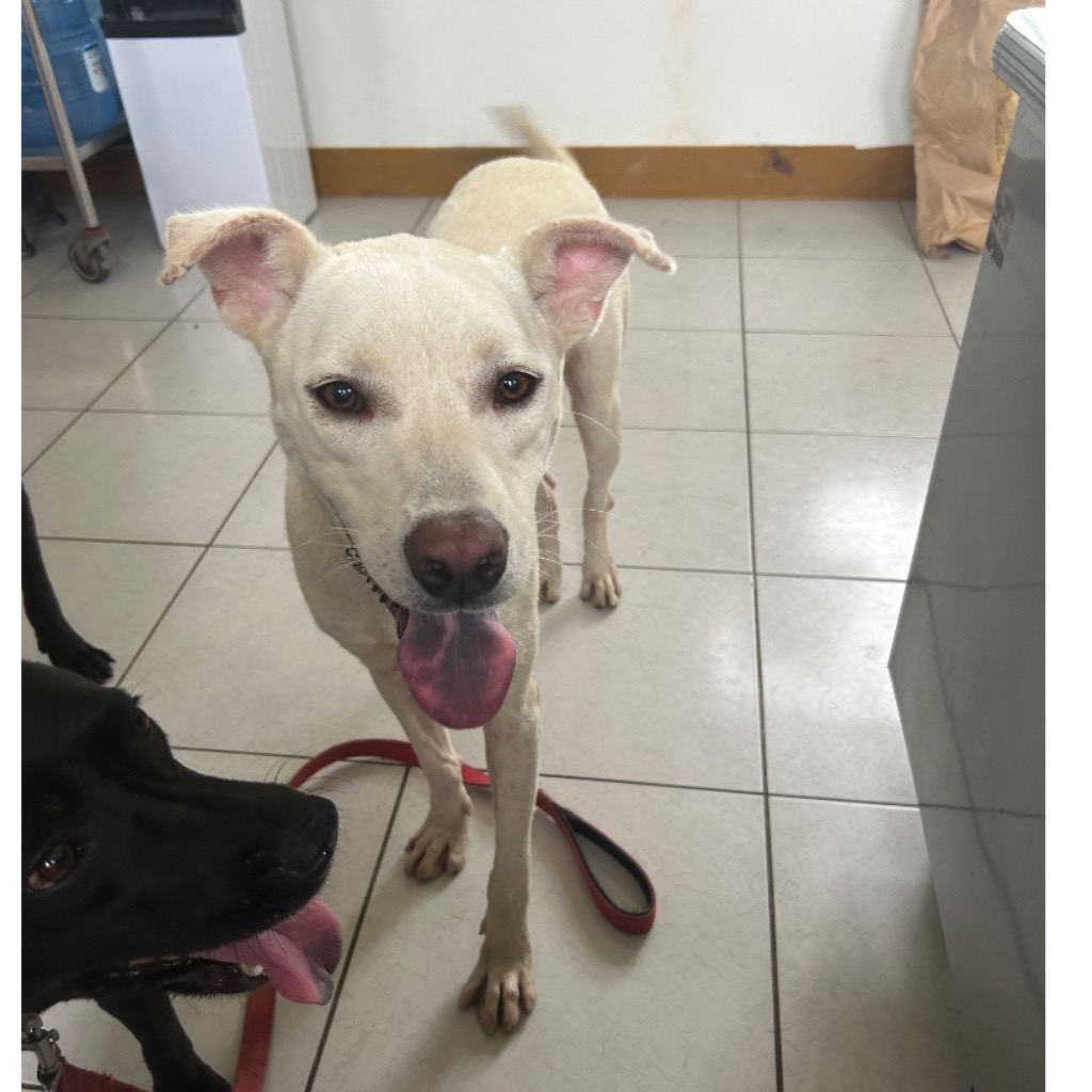 White adult female mixed-breed dog, Large, shelter no. …1020