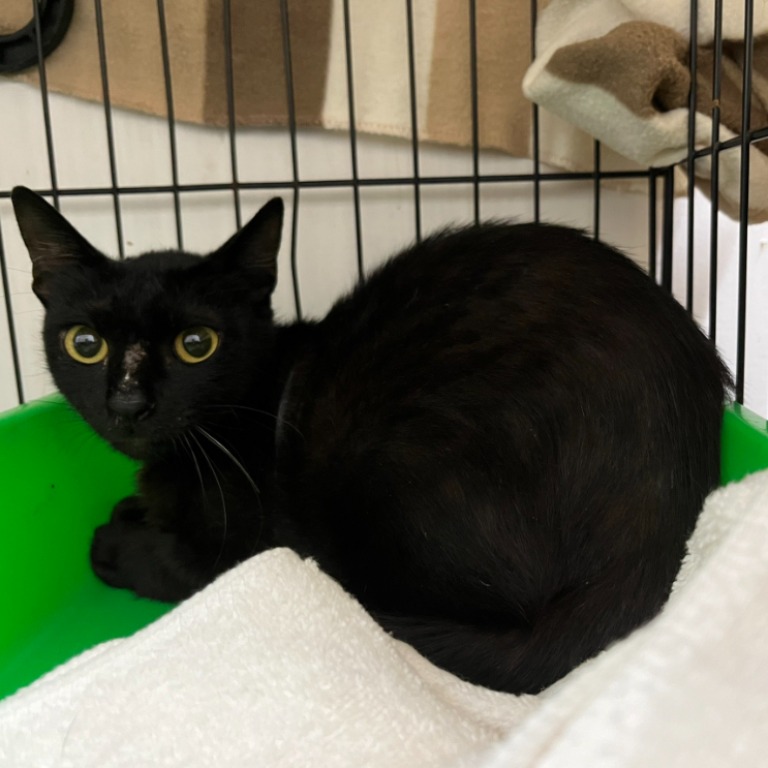 Photo of No. VAAAG113060705, Adult · Female · Medium · Mixed breed