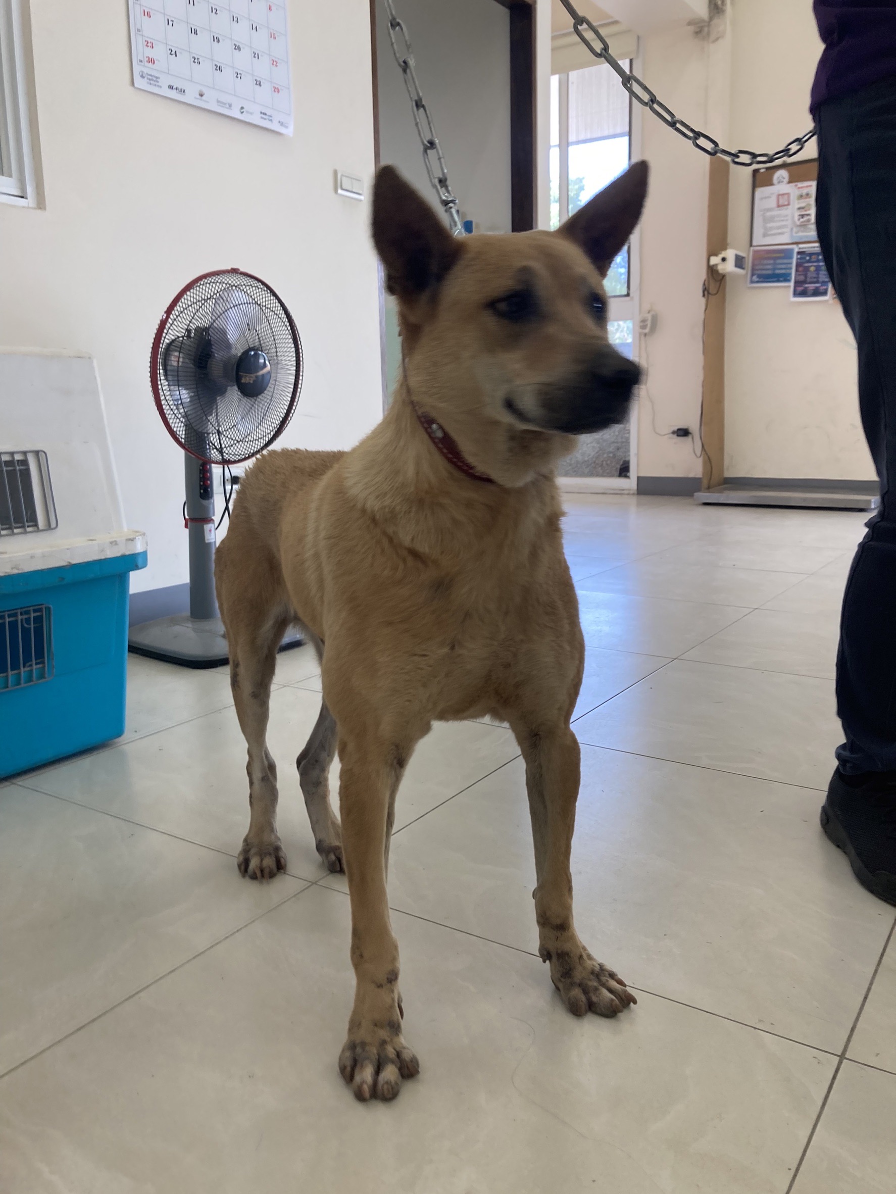 Brown adult male mixed-breed dog, Medium, shelter no. …3D02