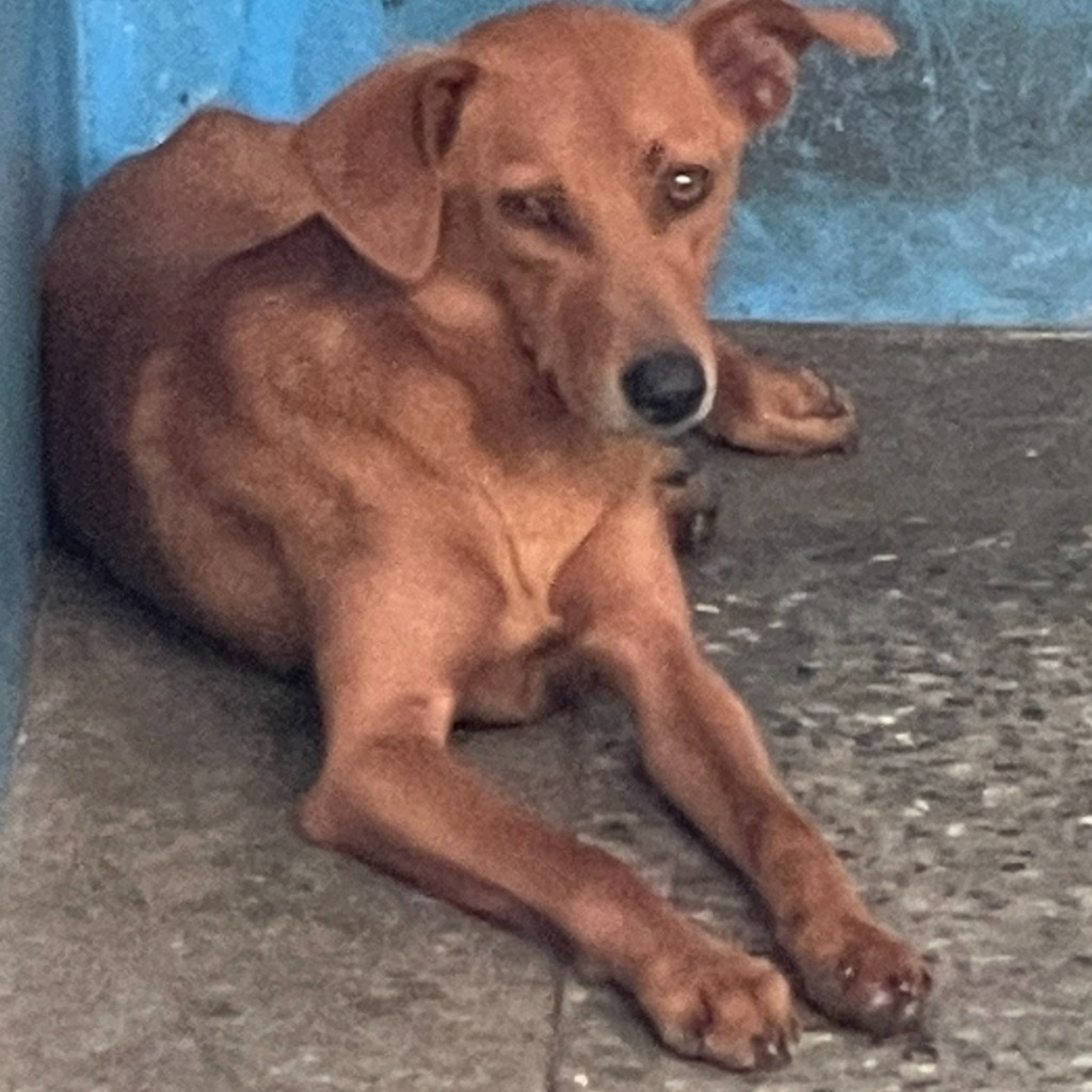 Brown adult female mixed-breed dog, Large, shelter no. …2009