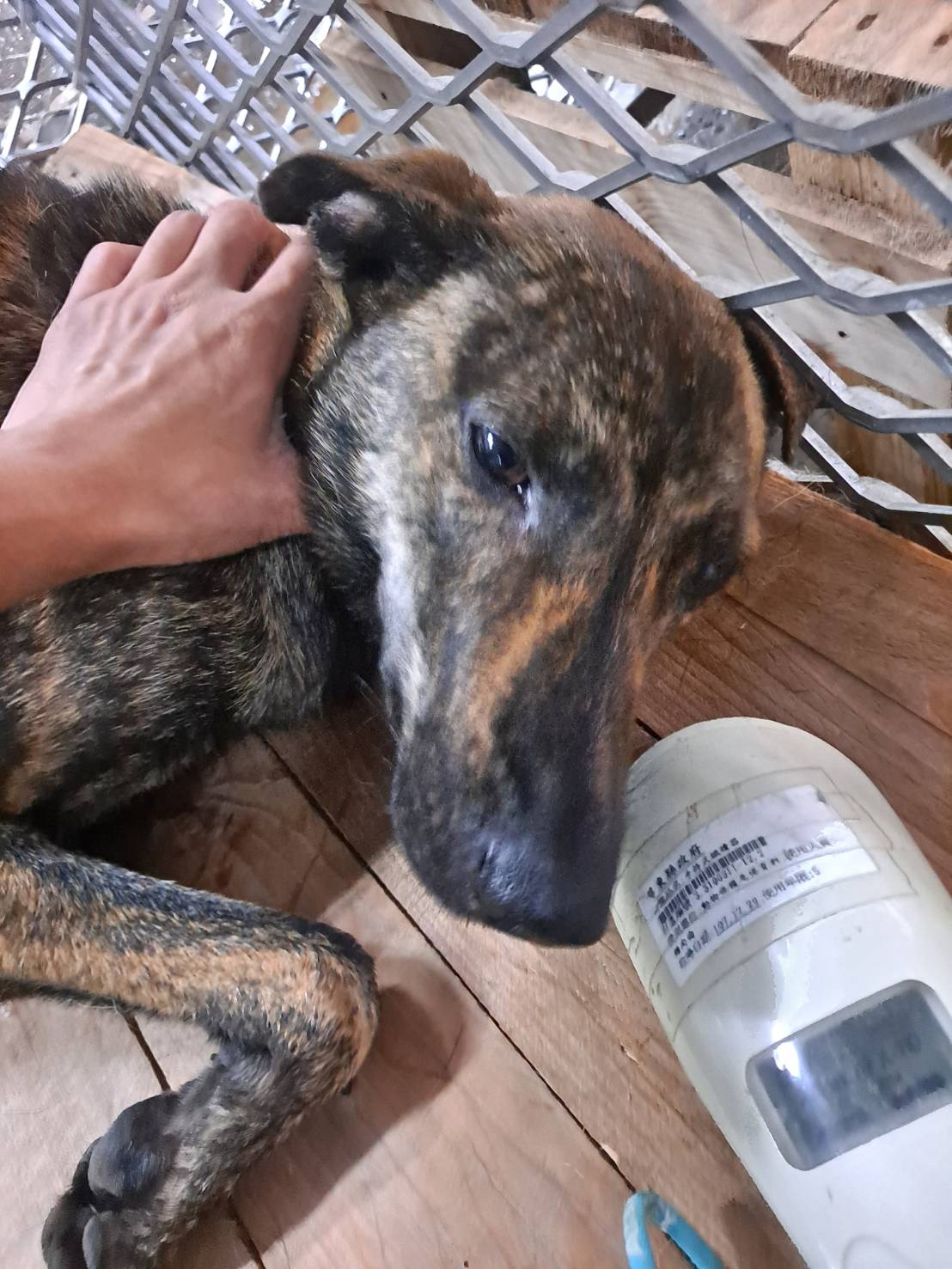 Photo of No. MAAAG1130612001, Adult · Female · Medium · Mixed breed