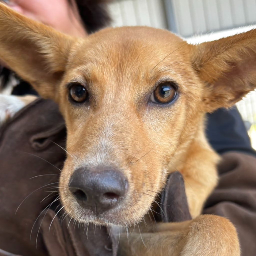 Photo of No. PAAAG1130613008, Young · Female · Medium · Mixed breed