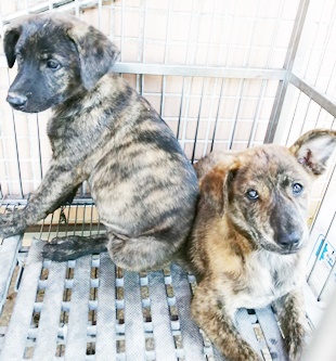 Photo of No. FAAAG11306070028, Young · Female · Medium · Mixed breed