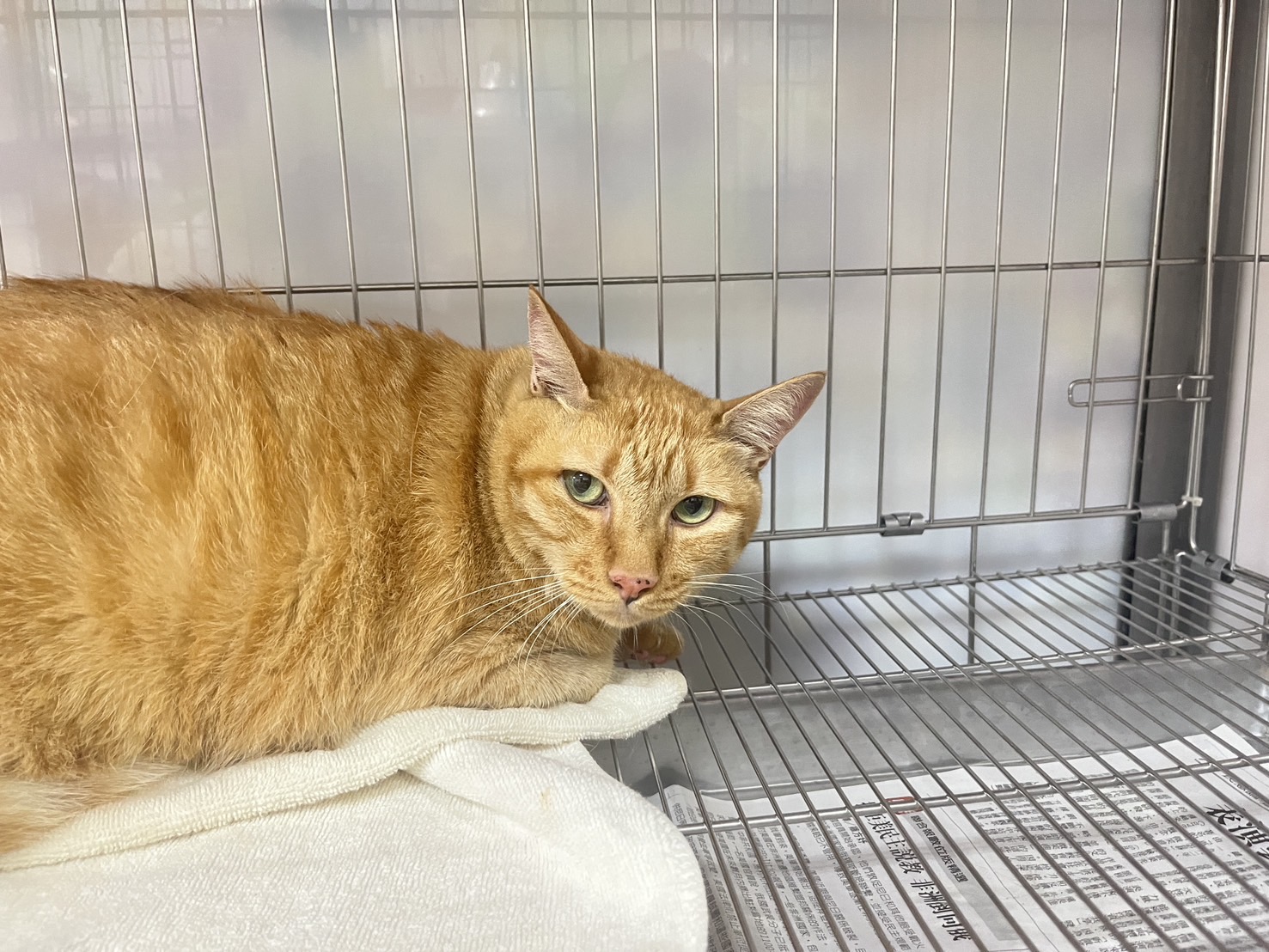 Photo of No. AAADG2024061401, Adult · Female · Small · Mixed breed