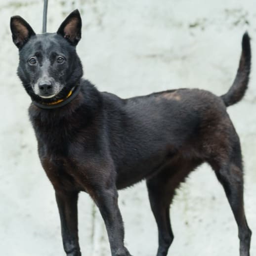 Photo of No. AAAHG1130502001, Adult · Male · Medium · Mixed breed