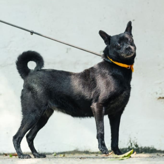 Photo of No. AAAHG1120828002, Adult · Female · Medium · Mixed breed