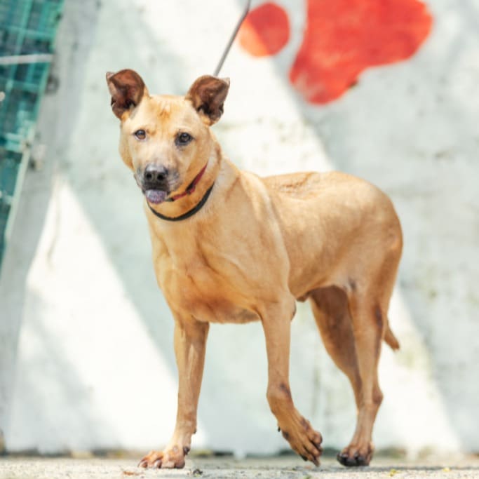 Photo of No. AAAHG1090528003, Adult · Male · Medium · Mixed breed