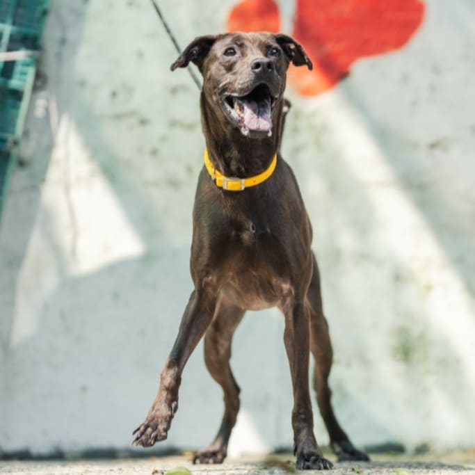 Photo of No. AAAHG1101015002, Adult · Female · Medium · Mixed breed