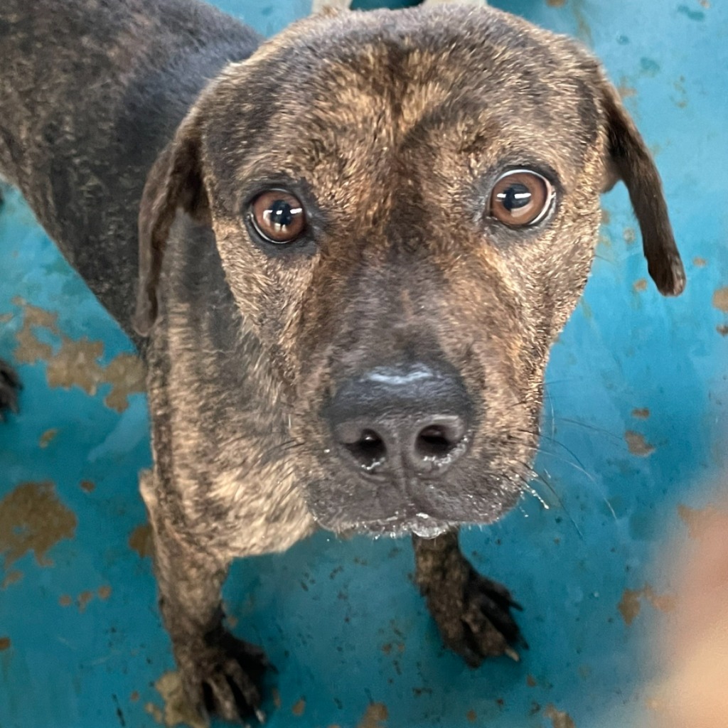 Photo of No. EAAAG1130619008, Adult · Male · Large · Mixed breed