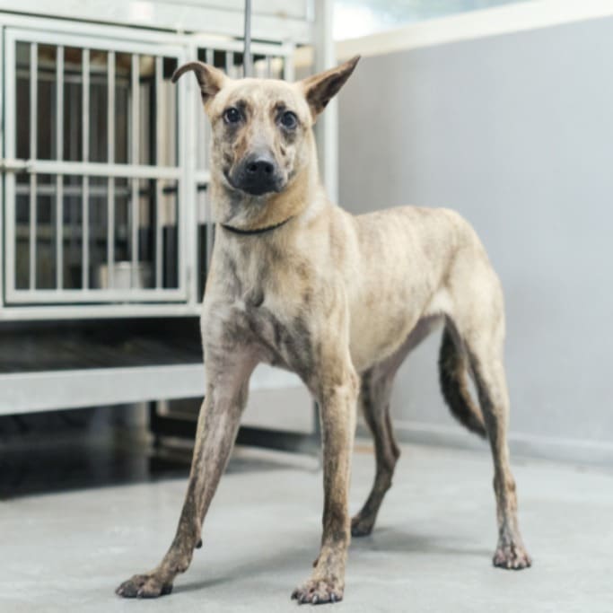 Photo of No. AAAHG1130118003, Young · Female · Medium · Mixed breed