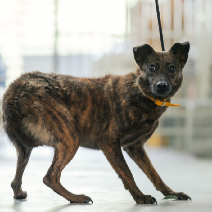 Photo of No. AAAHG105111001, Adult · Female · Medium · Mixed breed