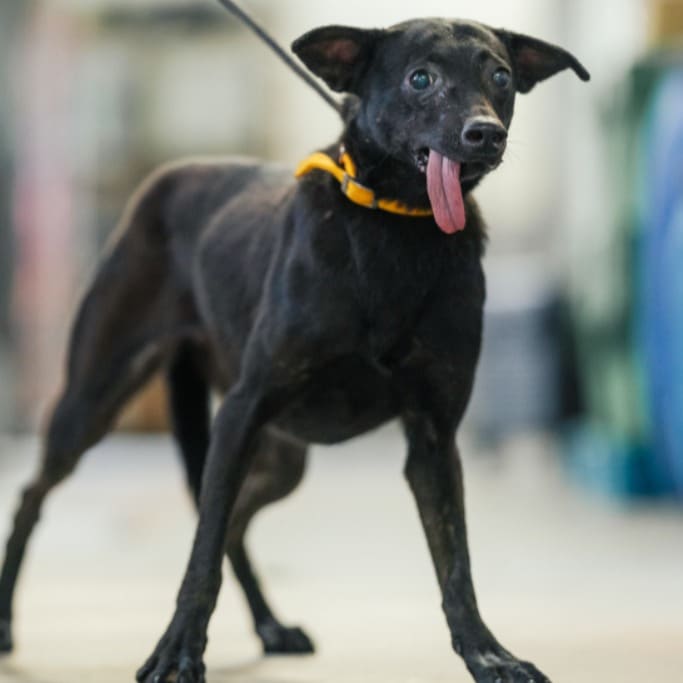Black adult male mixed-breed dog, Medium, shelter no. …8004